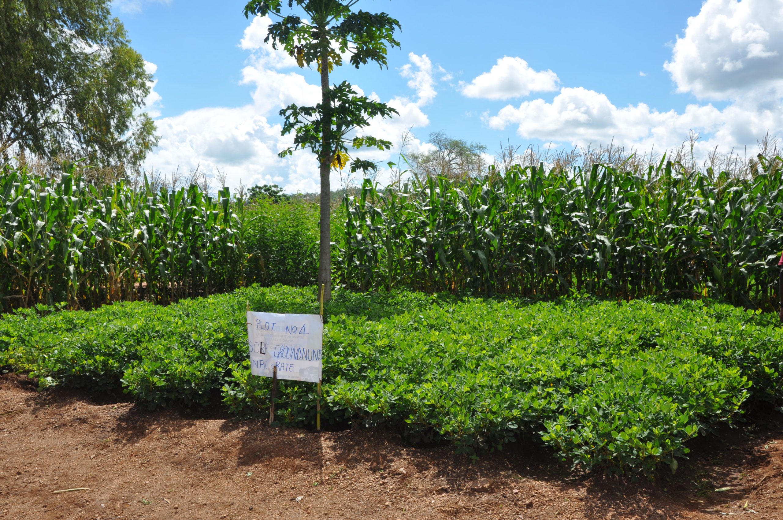 . Distribution of improved cassava multiplication sites in Cameroon, PIDMA project