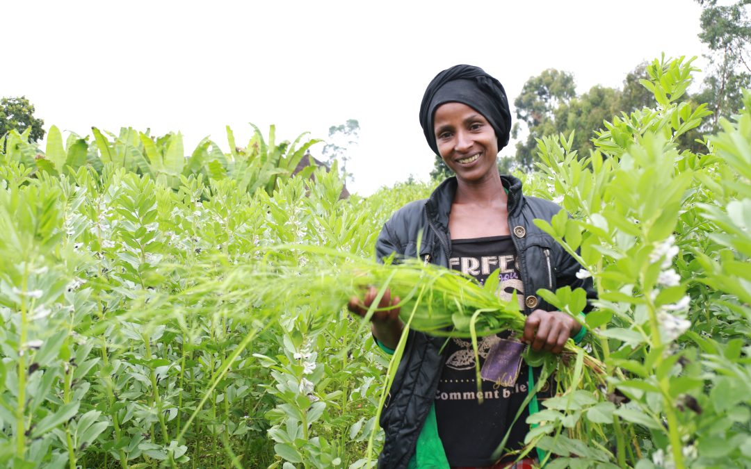 The neem “tea bag”: Bane for cowpea insects, blessing for Niger’s rural women