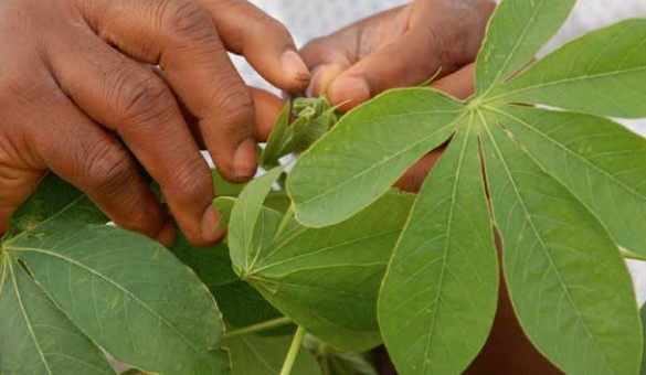 Molecular breeding comes of age in cassava improvement